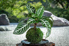 Kokedama Japanese Moss Garden Workshop