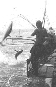 Tuna Fisherman