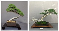 Bonsai Club Fall Exhibition and Sale