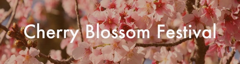 Japanese Cherry Blossom Festival (Sakura Matsuri)
